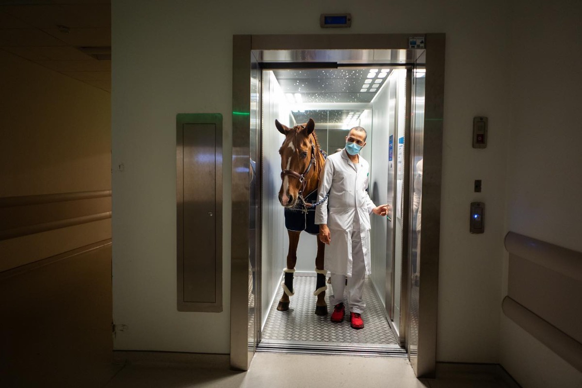 Το άλογο που έχει παρηγορήσει πάνω από 1.000 ασθενείς του καρκίνου