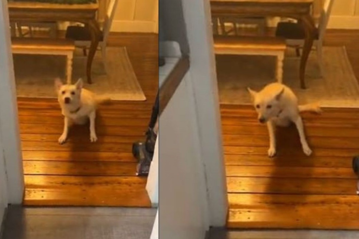 Βίντεο: Σκύλος ήπιε αλκοόλ και η ιδιοκτήτριά του τον βρήκε μεθυσμένο