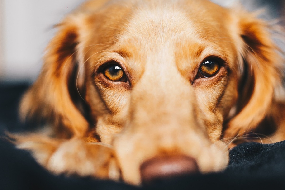Σήμερα έμαθα: Γιατί οι σκύλοι έχουν συνήθως καφέ χρώμα ματιών;