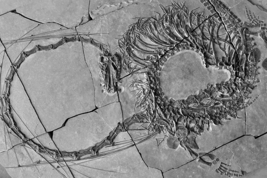 Βρέθηκε απολιθωμένος «δράκος» 240 εκατομμυρίων ετών