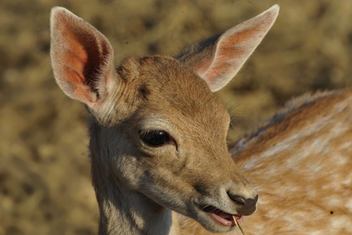 Χειρουργήθηκε επιτυχώς στην Αθήνα το ελάφι που σώθηκε από τη φωτιά στη Ρόδο