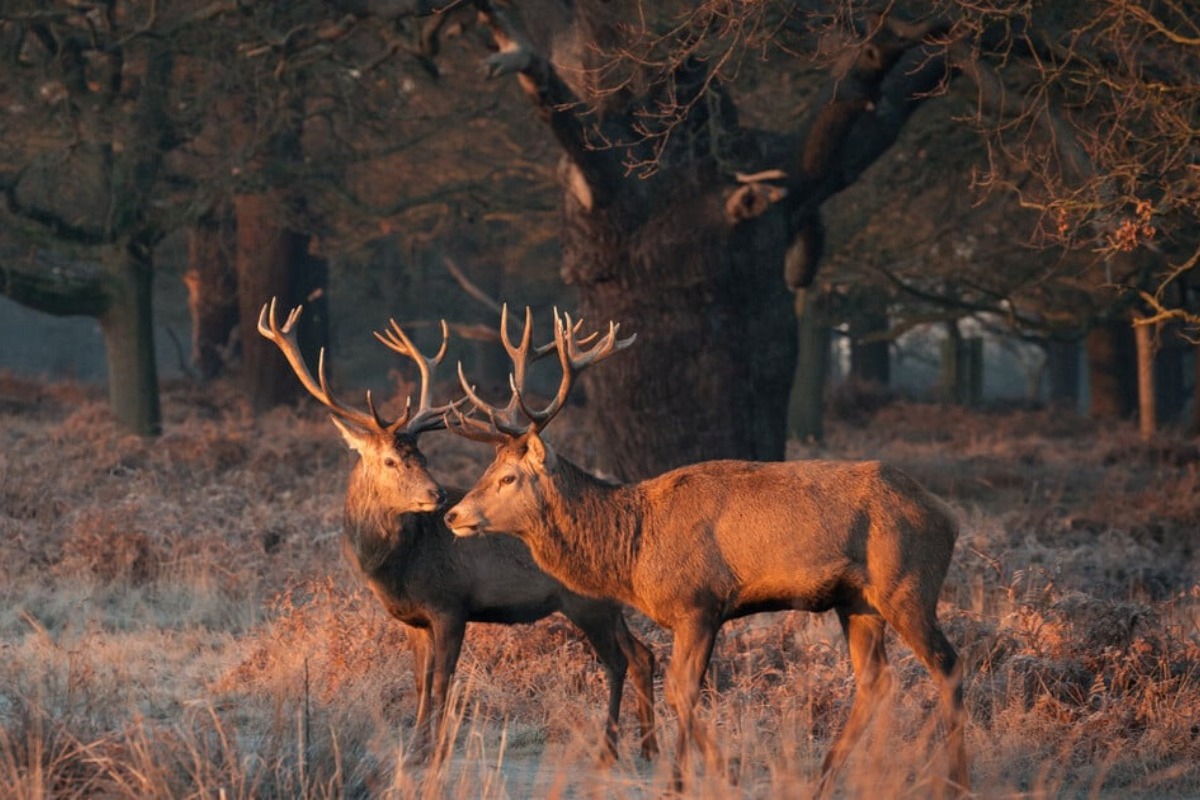 Λονδίνο: Επισκέπτες σε πάρκο προσπαθούν να αφαιρέσουν δια της βίας τα κέρατα από τα ελάφια