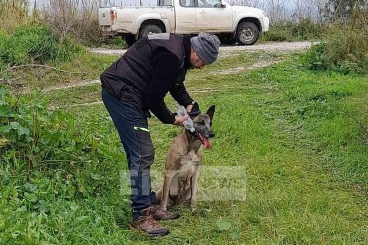 Μεσολόγγι: Εντόπισε «ίχνος» σε βάλτο ο ειδικός σκύλος ‑ Αμεσα έρευνες στο σημείο