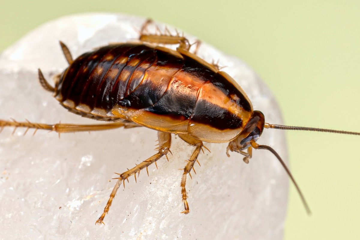 Πόσα είδη κατσαρίδων μπορεί να συναντήσεις και πού «κρύβονται»