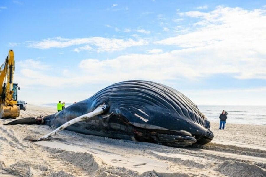 Νεκρή Φάλαινα ξεβράστηκε σε παραλία: Η 10η τους τελευταίους δυο μήνες