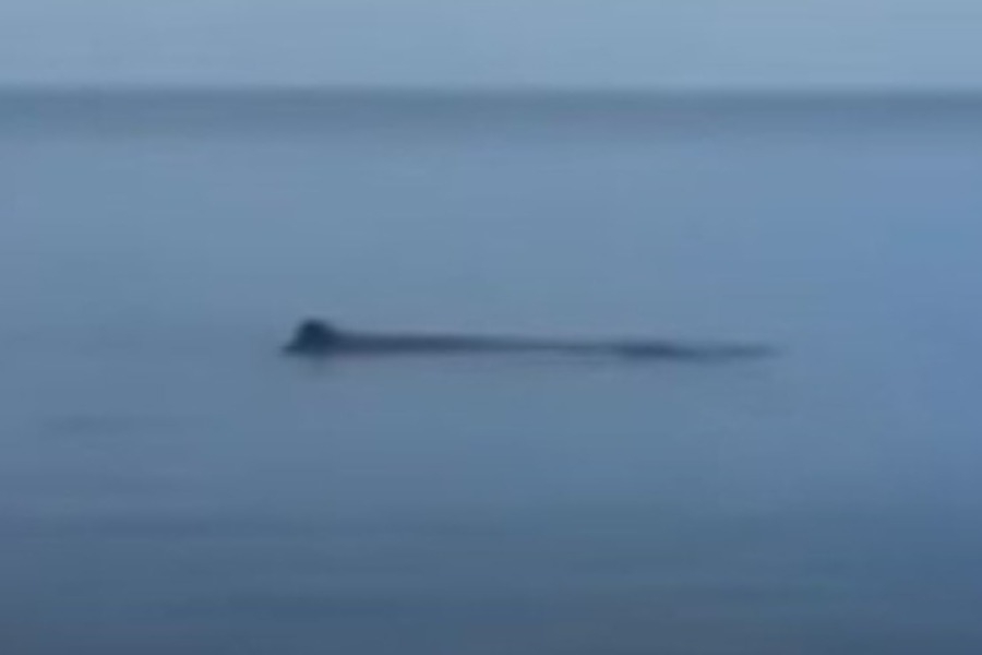 Φάλαινα εμφανίστηκε στη Μαρμαρίδα: Αφωνοι οι τουρίστες