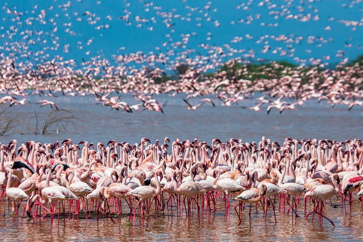 Δεκάδες ροζ φλαμίνγκο στην Ινδία σκοτώθηκαν σε σύγκρουση με αεροπλάνο