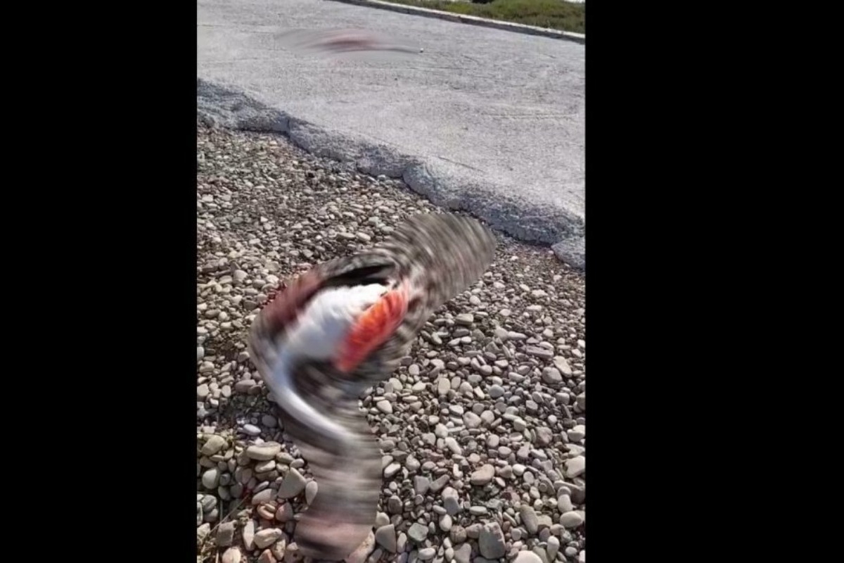 Μεσολόγγι: Χαμός με νεκρά φλαμίνγκο