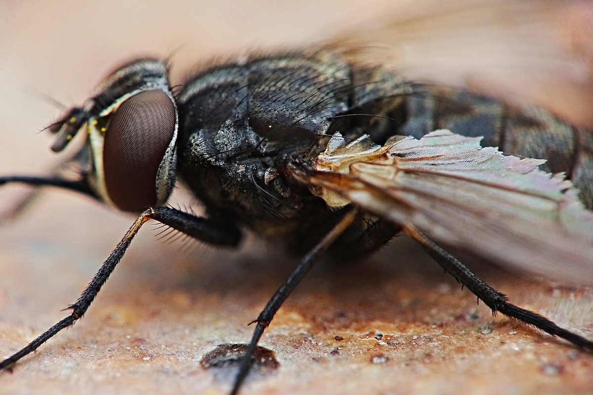 Πως να απαλλάξεις το σπίτι σου από τις μύγες