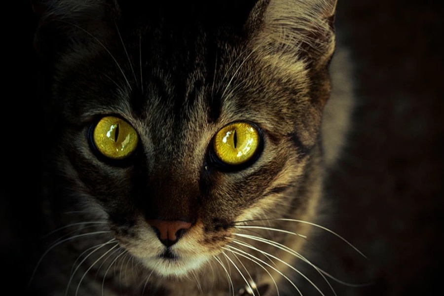 Οι γάτες μπορούν να λάμπουν στο σκοτάδι εξαιτίας ενός συγκεκριμένου φαινομένου
