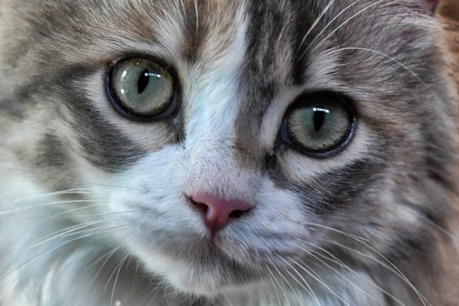 Ημέρα υιοθεσίας γάτας από τη ζωοφιλική ένωση Ηλιούπολης