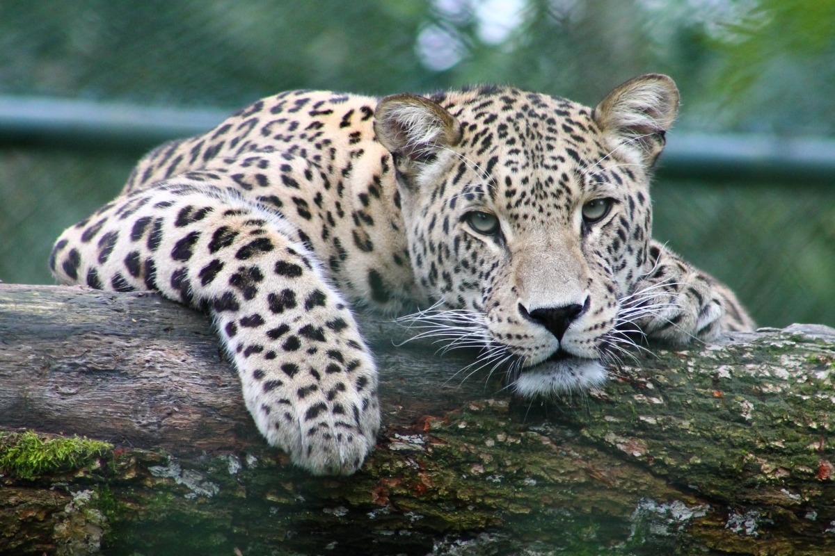 Πόσο ζυγίζει η μεγαλύτερη γάτα του κόσμου;