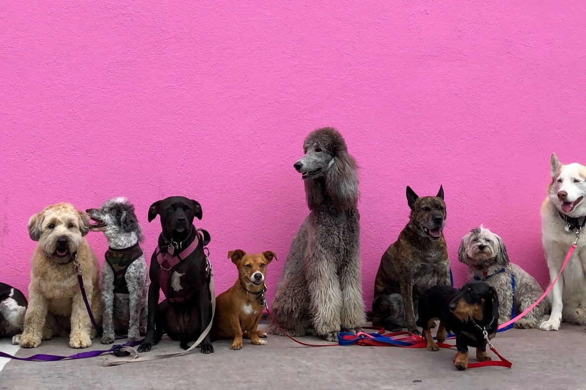 4 υπάκουες ράτσες σκύλων ‑ Δε θα το σκάσουν ποτέ