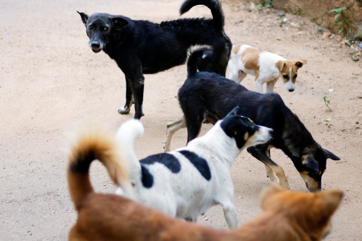 Οδηγός: Πώς να προστατεύσεις τα αδέσποτα από τον καύσωνα