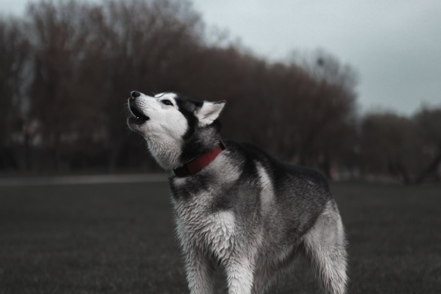 Σήμερα έμαθα: Γιατί τα σκυλιά αλυχτούν όταν ακούνε σειρήνες;