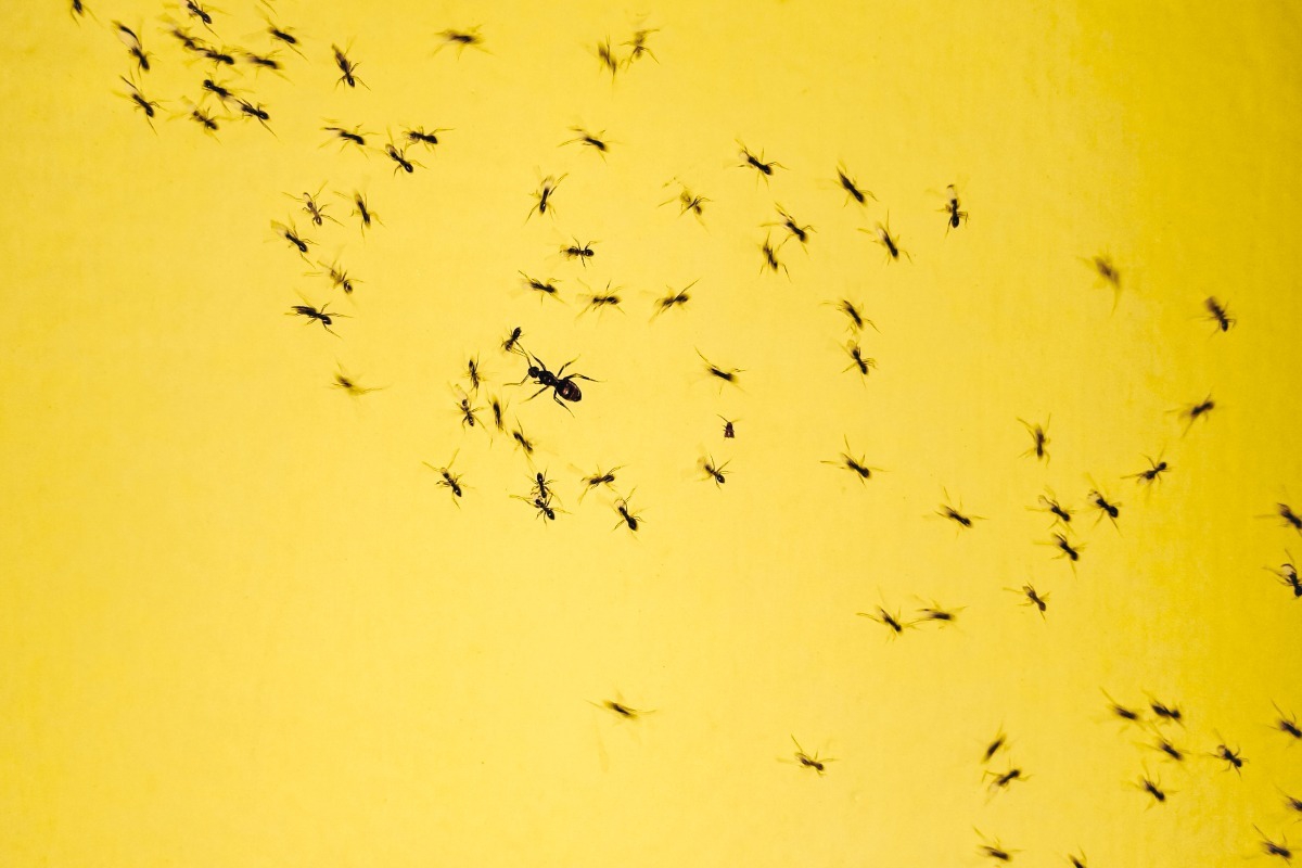5 φυσικοί τρόποι να απαλλαγείς από τα μυρμήγκια στο σπίτι και τον κήπο