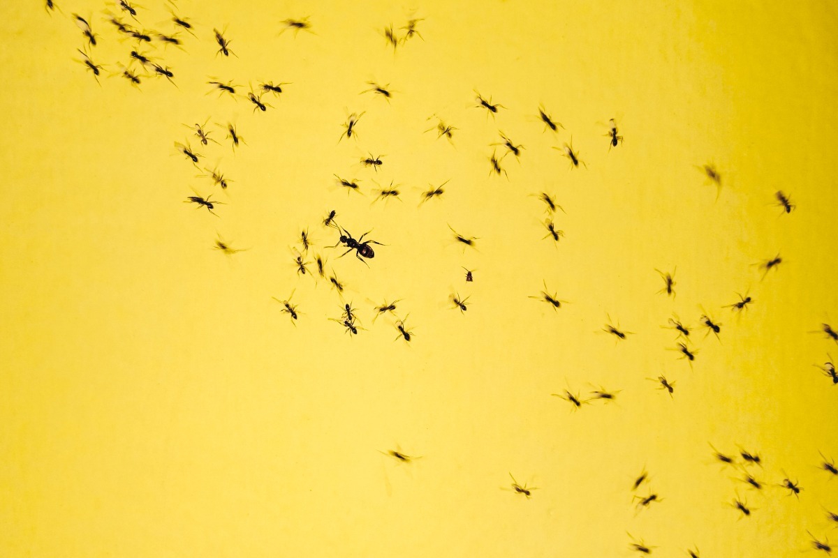 5 φυσικοί τρόποι να απαλλαγείς από τα μυρμήγκια στο σπίτι και τον κήπο