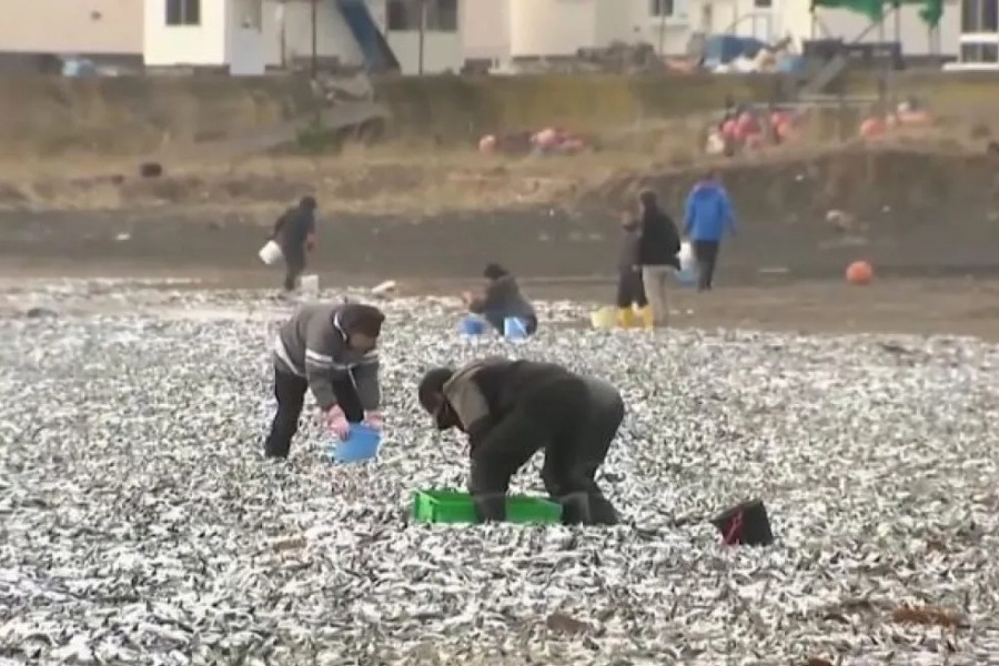 Χιλιάδες νεκρά ψάρια ξεβράστηκαν σε παραλία: Δεν έχουμε ξαναδεί κάτι τέτοιο