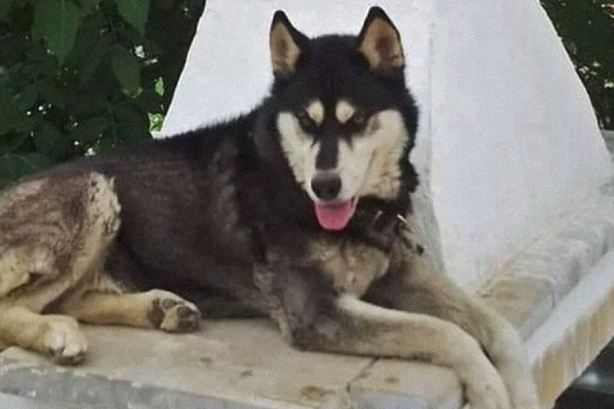 Αράχωβα ‑ Υπόθεση Όλιβερ: Έρχεται καταιγισμός μηνύσεων