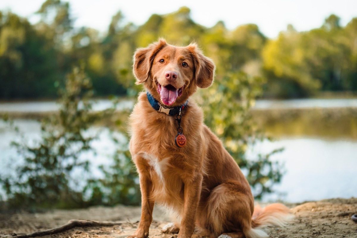 Πες μου τι χαρακτήρας είσαι να σου πω ποια ράτσα σκύλου σου ταιριάζει