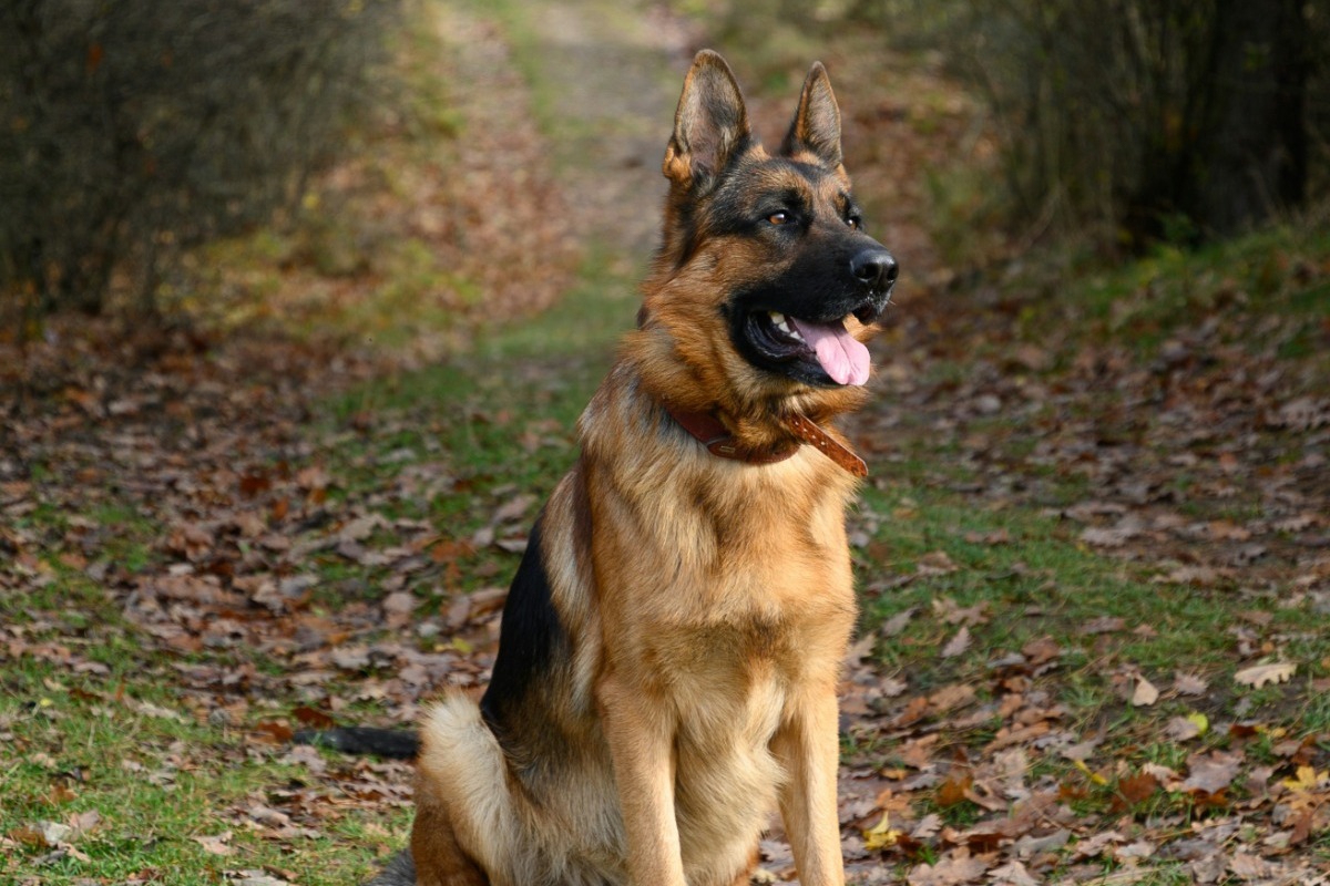 Οι πιο προστατευτικές ράτσες σκύλων