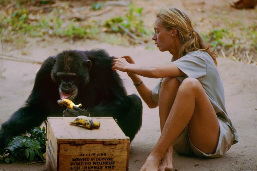 Jane Goodall, η ανθρωπολόγος που έγινε φίλη με τους χιμπατζήδες