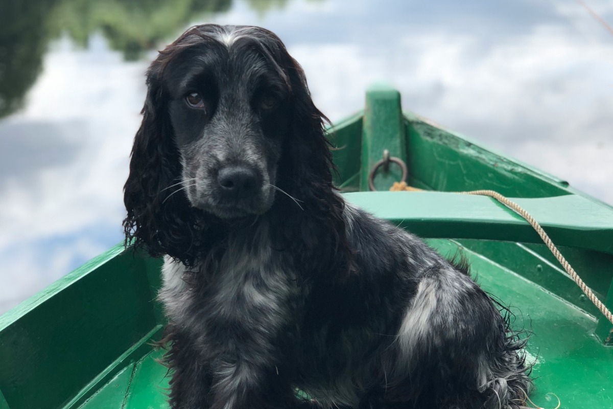 Ποια σκυλιά δεν επιλέγει κανένας στα καταφύγια