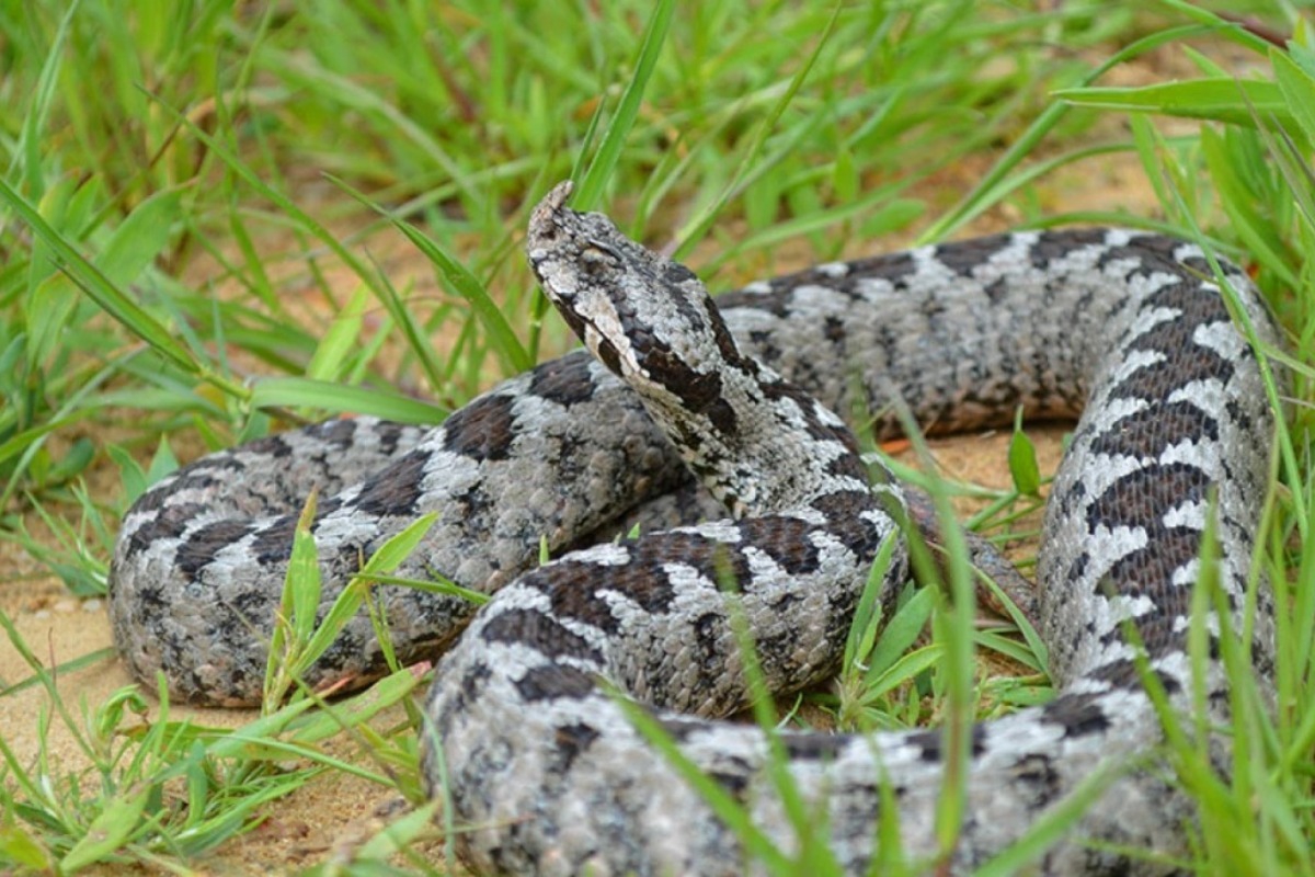 Τρίκαλα: Σοκ με φωλιά φιδιών σε δημοτικό σχολείο ‑ Κλειστό μέχρι να ελεγχθεί