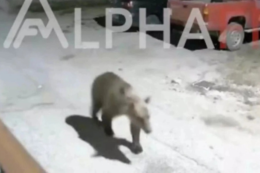 Καστοριά: Αρκούδες μπαίνουν σε αυλές σπιτιών ψάχνοντας για τροφή