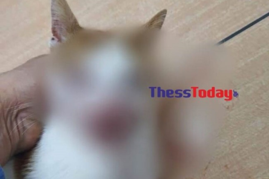 Κτηνωδία στη Θεσσαλονίκη: Kλώτσησε στο κεφάλι γατάκι που τον πλησίασε για να το χαϊδέψει