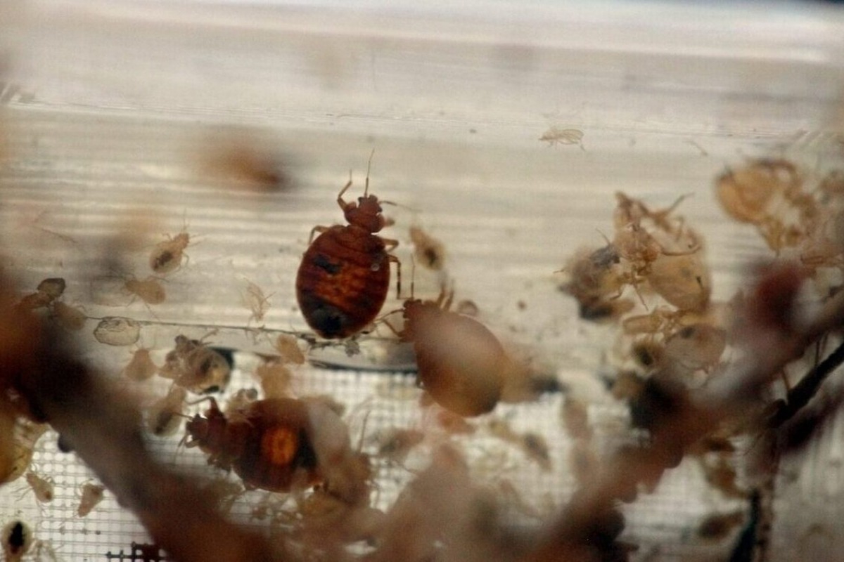 Έκλεισε πτέρυγα ξενοδοχείου στην Αττική λόγω κοριών