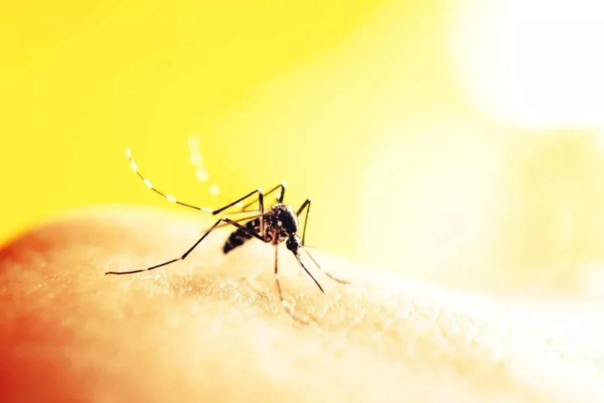 Ιός Δυτικού Νείλου: Πρώτος θάvατος στην Ελλάδα