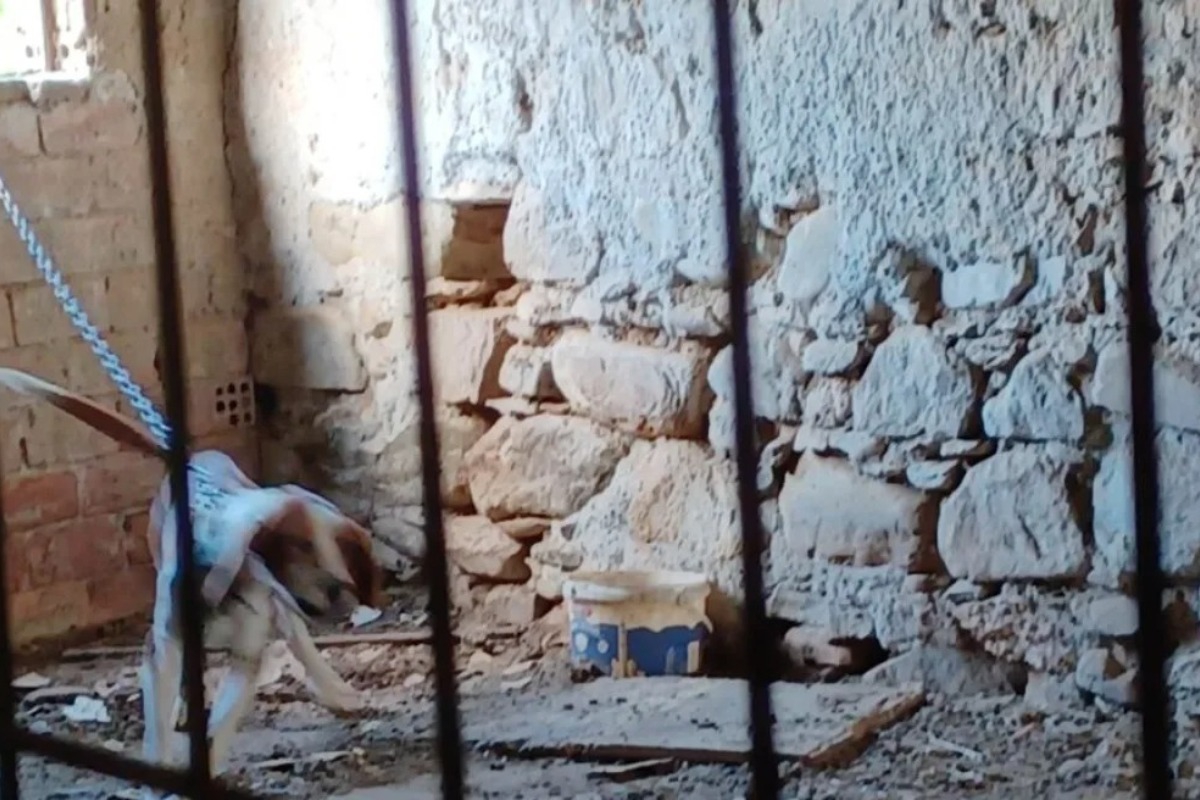 Εικόνες απίστευτης φρίκης ‑ Δεμένα και εγκαταλειμμένα σκυλιά και άλογο στα Χανιά