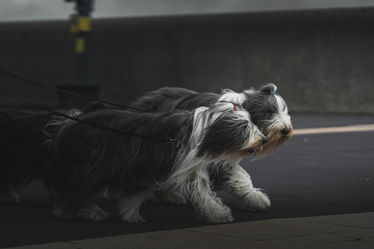 Η ιδανική ράτσα για τα παιδιά που φοβούνται τα σκυλιά