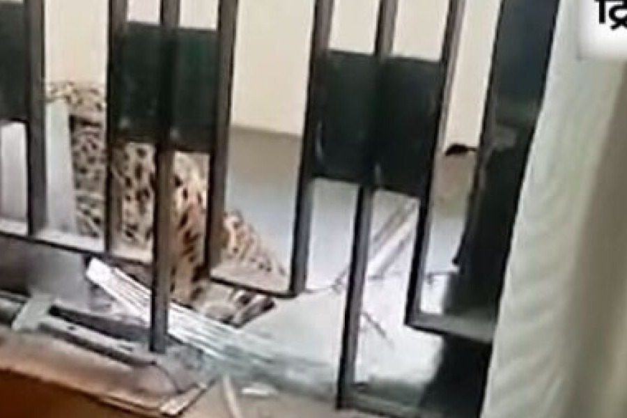 Ινδία: Λεοπάρδαλη εισέβαλε σε δικαστήριο ‑ Τραυμάτισε έξι ανθρώπους