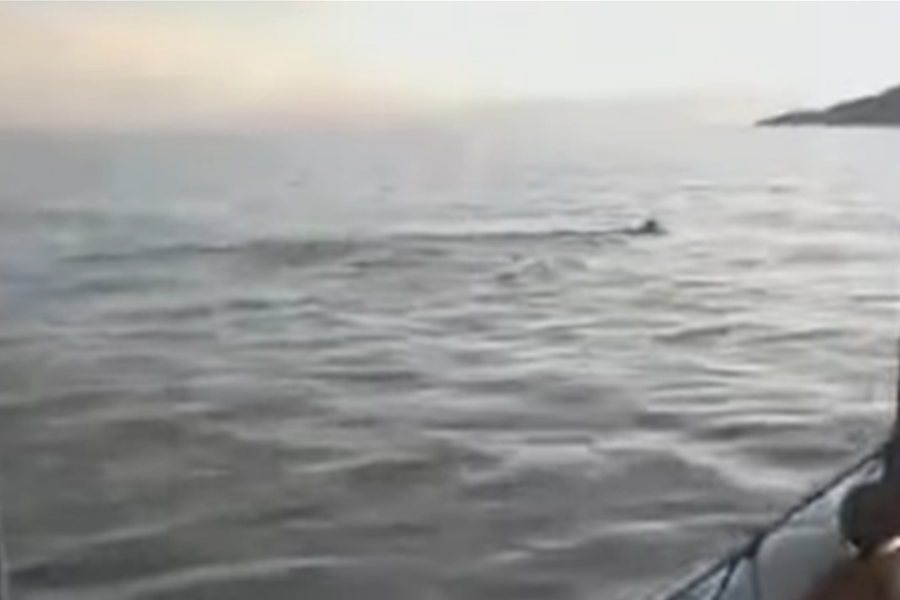 Μαγνησία: Εντοπίστηκε λύκος να κολυμπάει στον Παγασητικό 