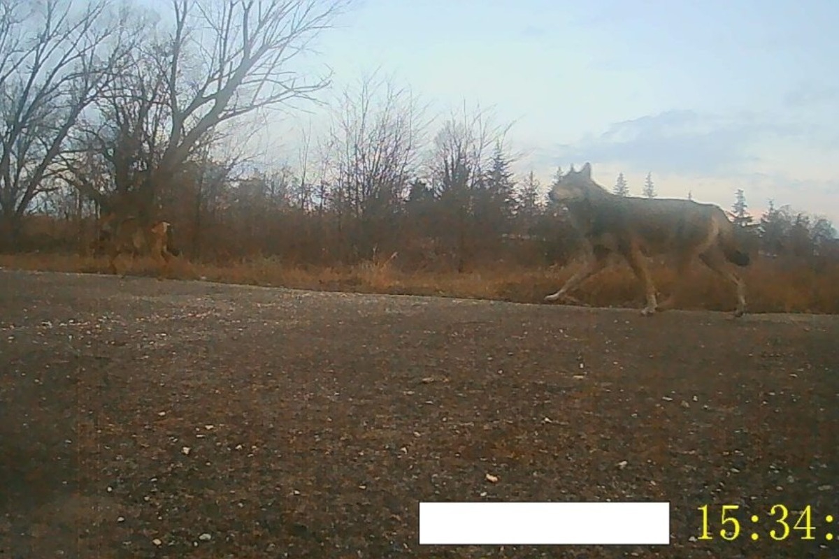 Σοκ με λύκο που κυκλοφορεί ελεύθερος δίπλα σε νηπιαγωγείο