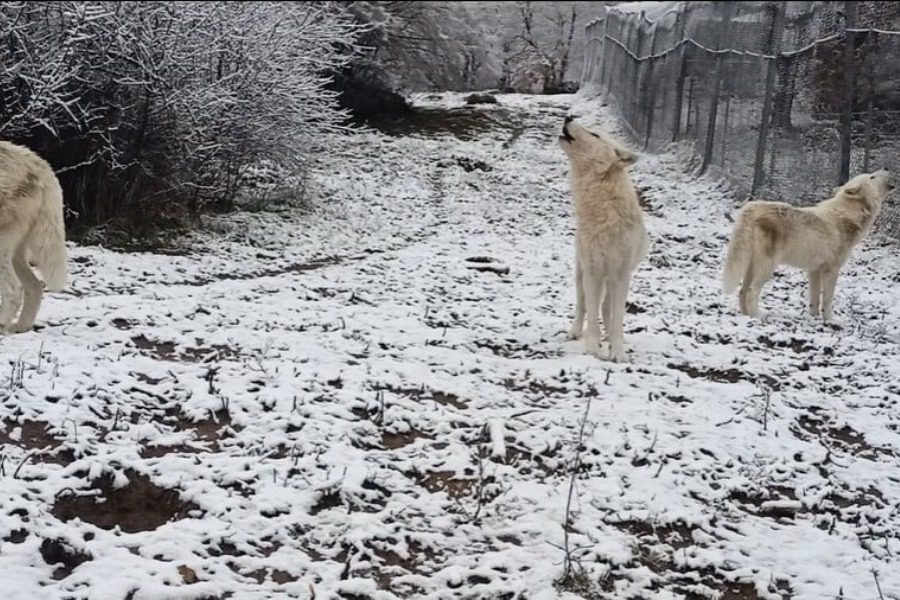 Εντυπωσιακό βίντεο του «Αρκτούρου»: Το ουρλιαχτό των λύκων στα πρώτα χιόνια