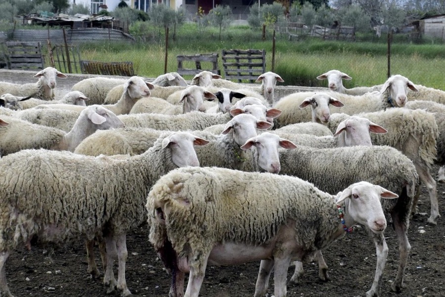 Απίστευτη καταγγελία στη Λάρισα: Εργοδότες κρατούσαν κτηνοτρόφο αιχμάλωτο για 9 μήνες