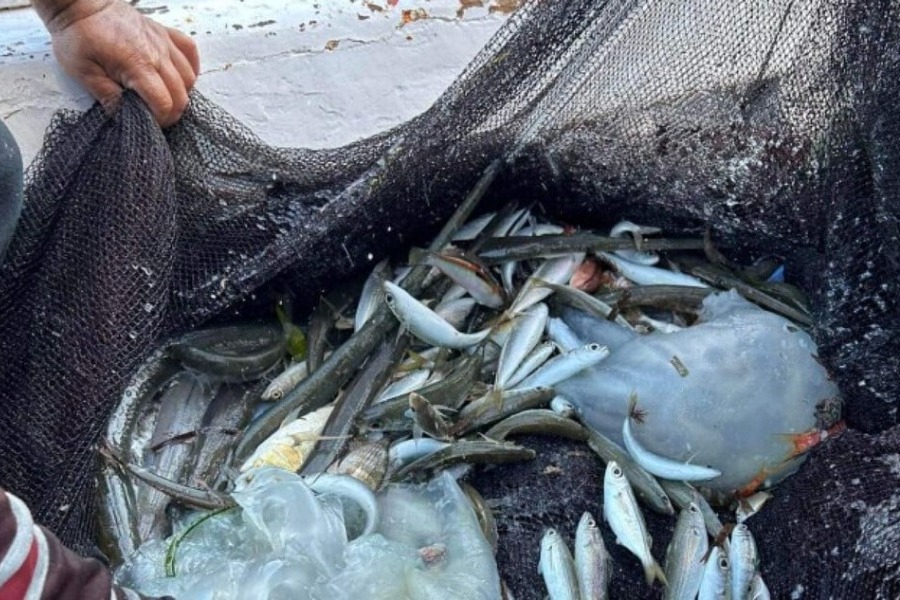 Εντοπίστηκαν δηλητηριώδεις μέδουσες της Ερυθράς Θάλασσας στη Ρόδο