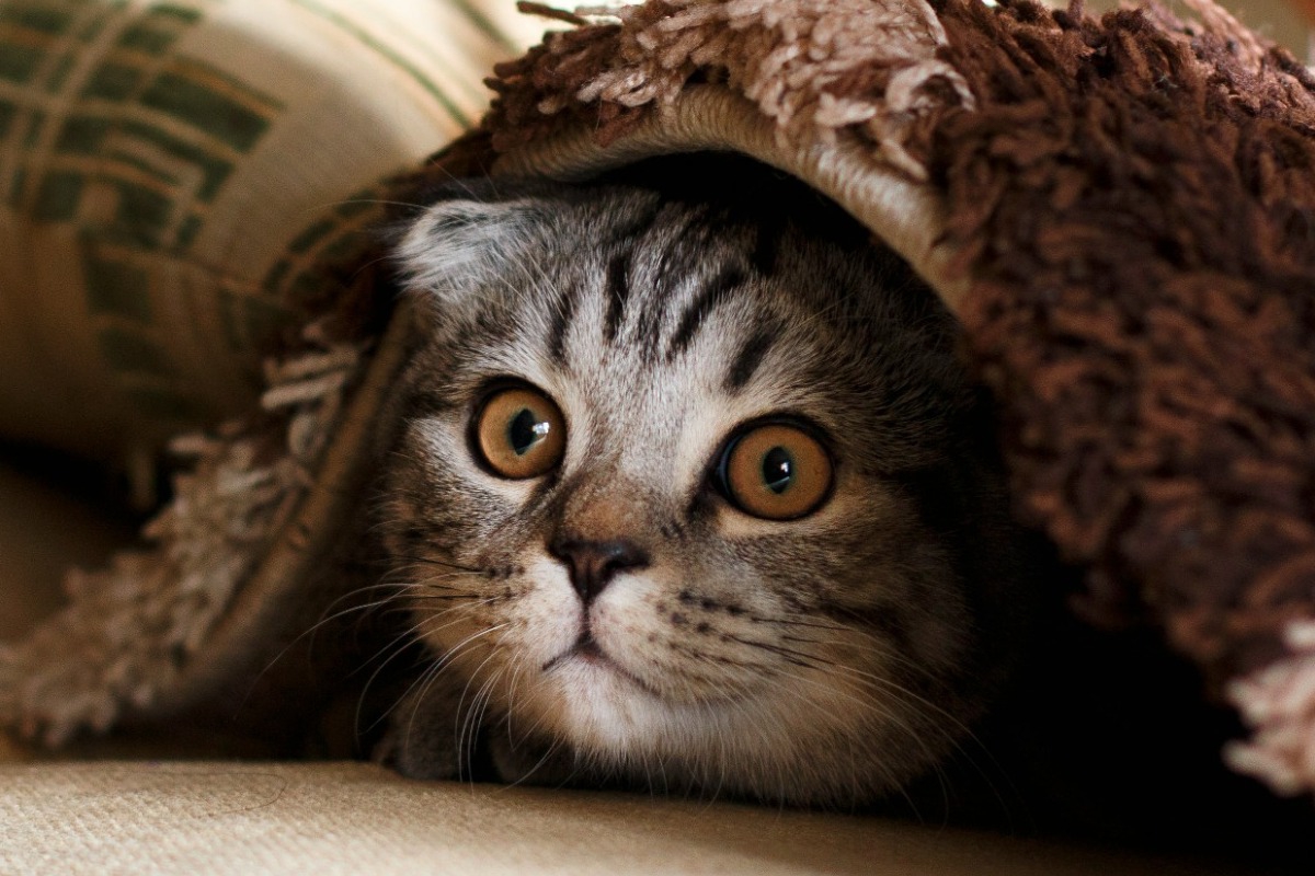 Γιατί οι γάτες μισούν το νερό