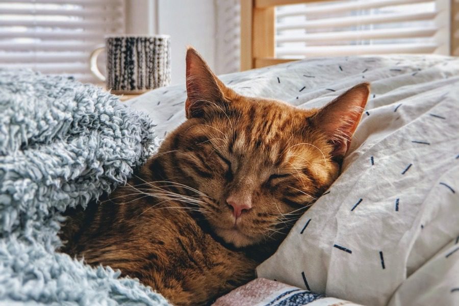 Πώς θα καταλάβεις εάν η γάτα σου σε αγαπάει