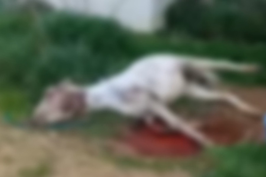 Μουλάρι στη Σέριφο σφάδαζε σε μια λίμνη αίματος επί μέρες και ξεψύχησε αβοήθητο