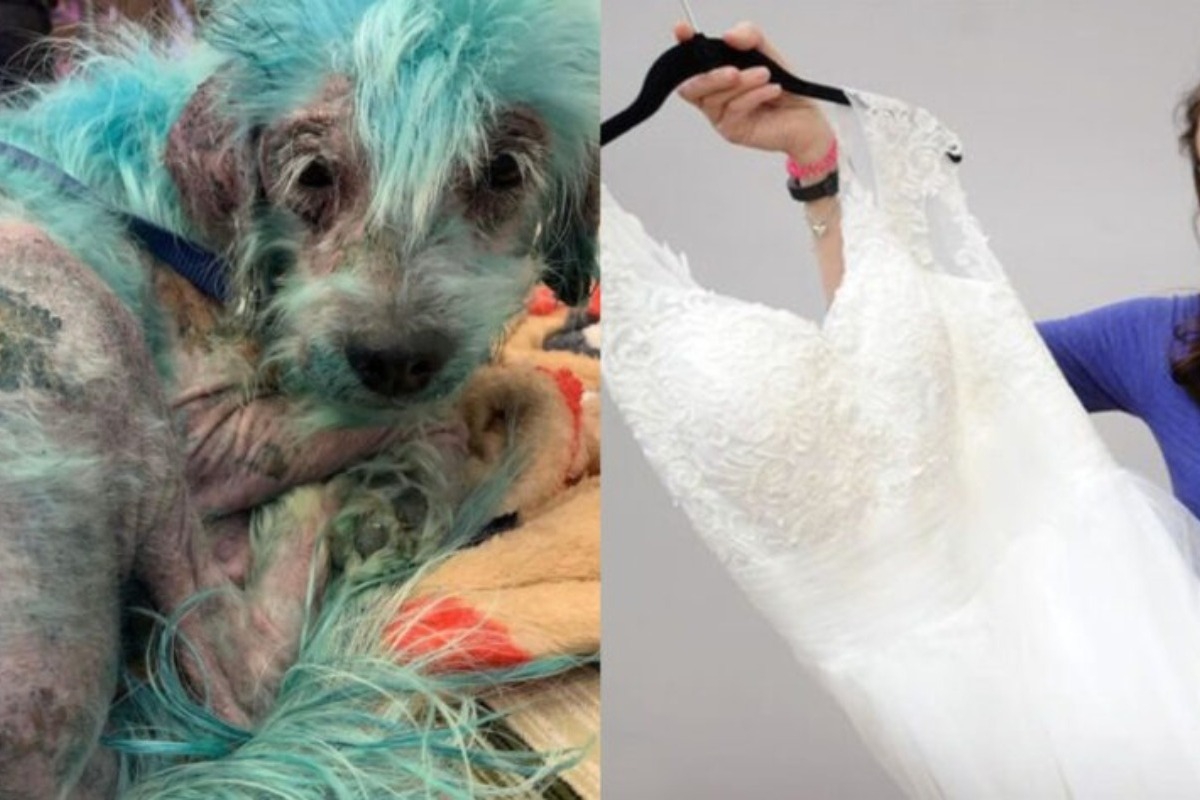 Γυναίκα πούλησε το νυφικό της και με τα λεφτά βοήθησε ένα κακοποιημένο σκύλο που τον είχαν βάψει μπλε