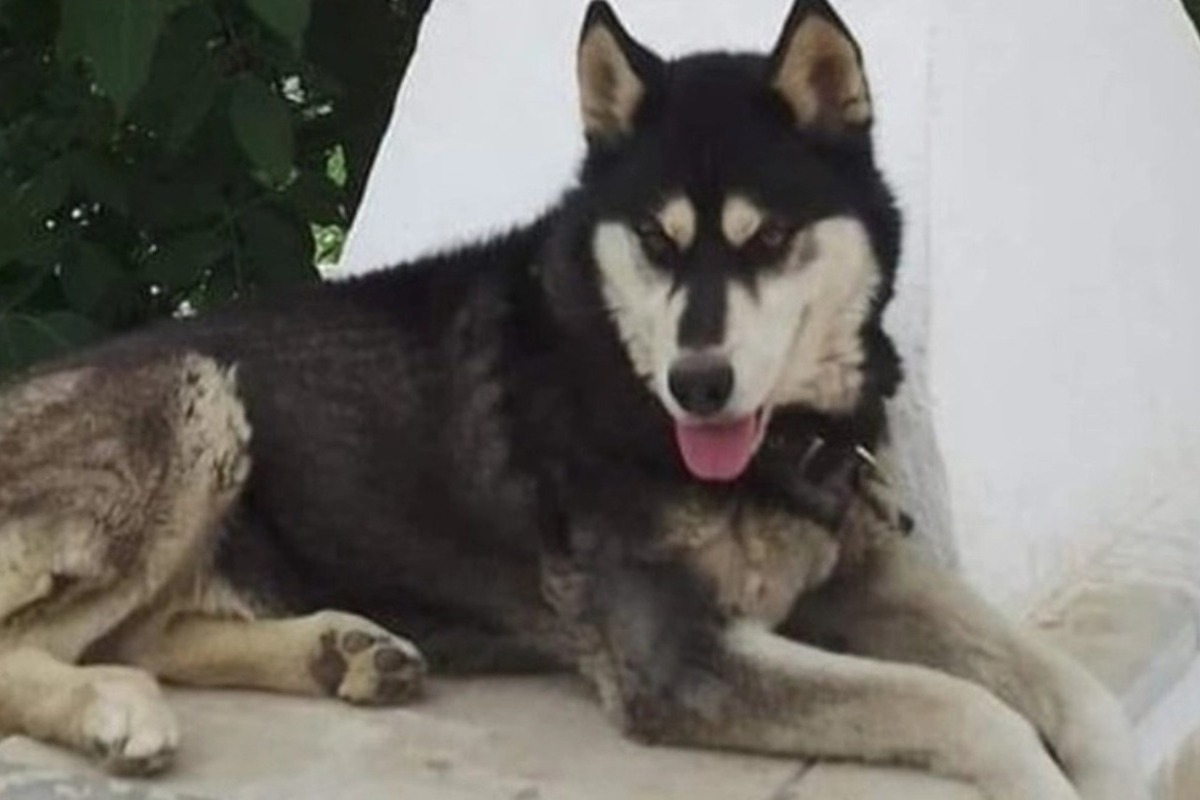 Διπλή κατεπείγουσα έρευνα για τον θάvατο του Όλιβερ ζητά ο Αρειος Πάγος