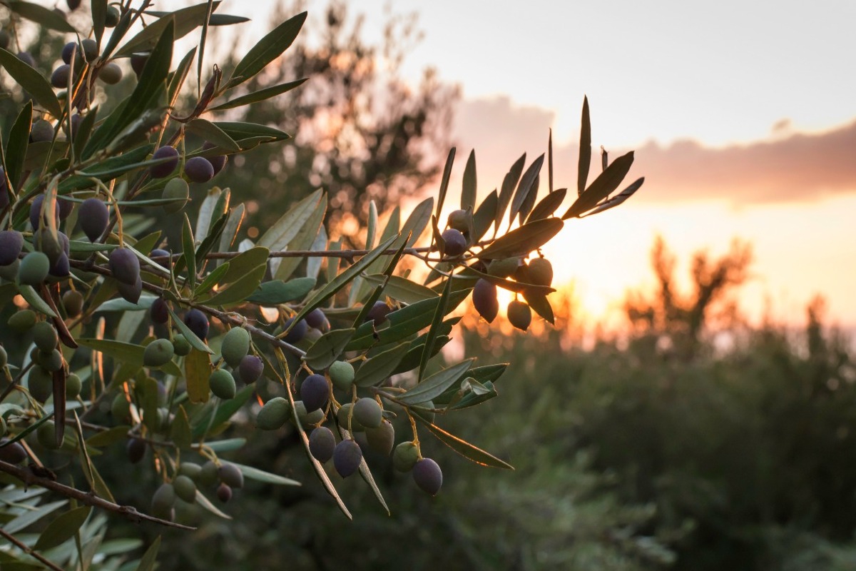 Μειωμένη κατά 70% η φετινή παραγωγή ελαιολάδου στην Κρήτη