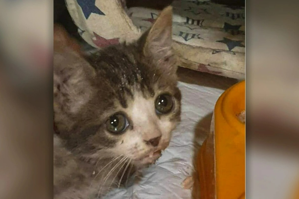 Παγκράτι: Γυναίκα προσπάθησε να πνίξει γατάκια