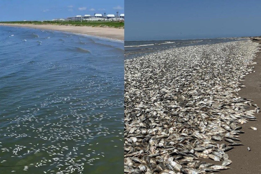 Τι συμβαίνει στην παραλία της Γκουιντάνα; Χιλιάδες ψάρια νεκρά στην ακτή
