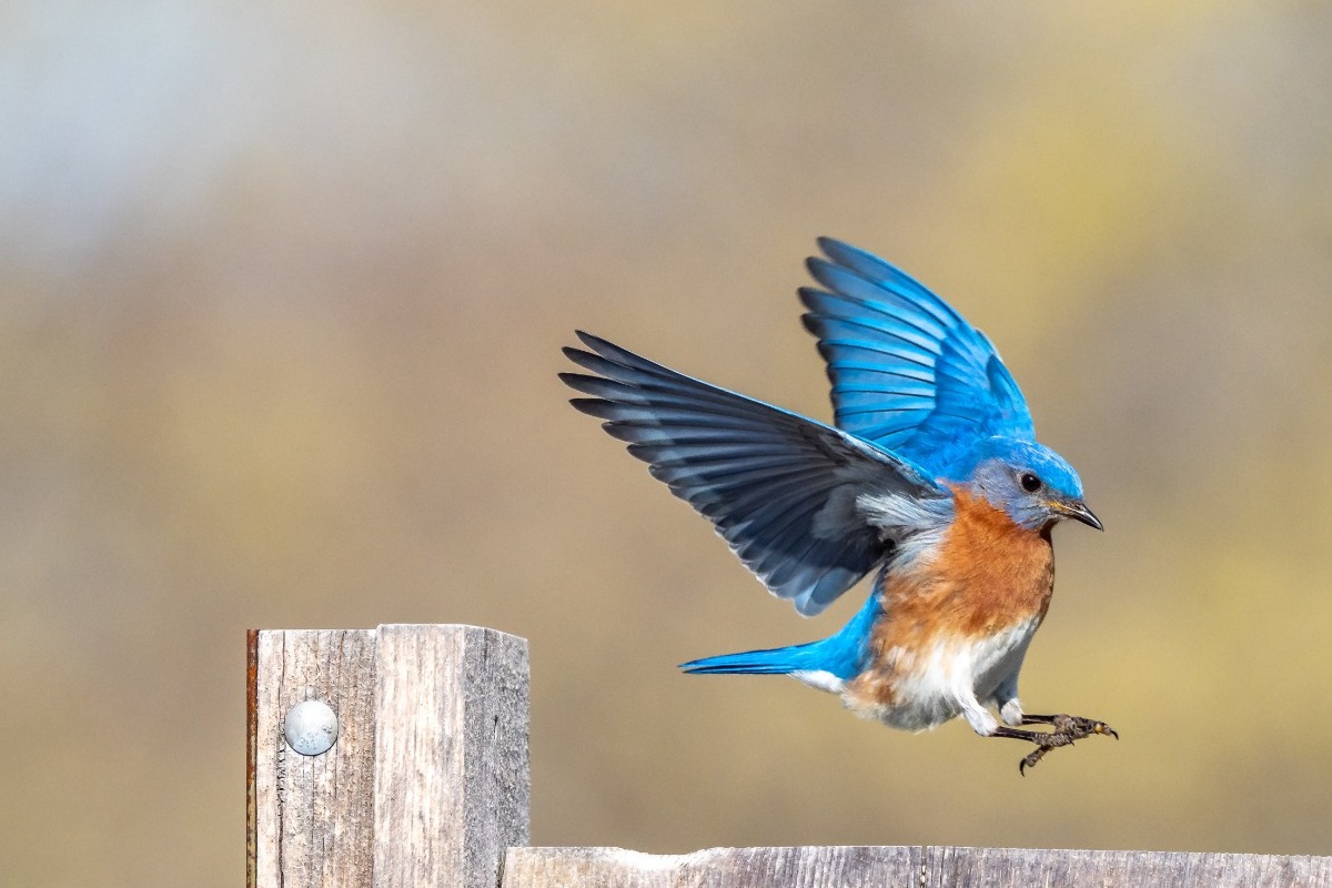 Σπάνια είδη πουλιών που υπάρχουν μόνο στην Ελλάδα