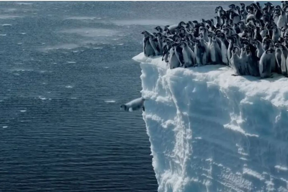 Εκπληκτικό βίντεο: Mωρά πιγκουίνοι βουτάνε σε γκρεμό 15 μέτρων για το παρθενικό τους κολύμπι